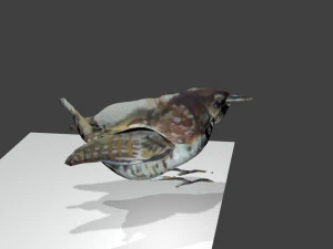 bird1 3D Model