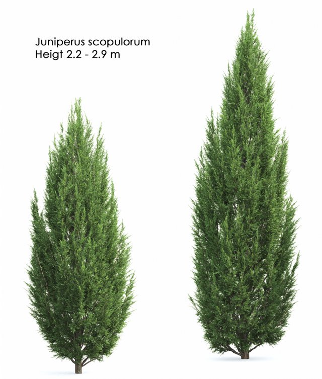 juniperusscopulorum 3D Model .c4d .max .obj .3ds .fbx .stl .blend 
