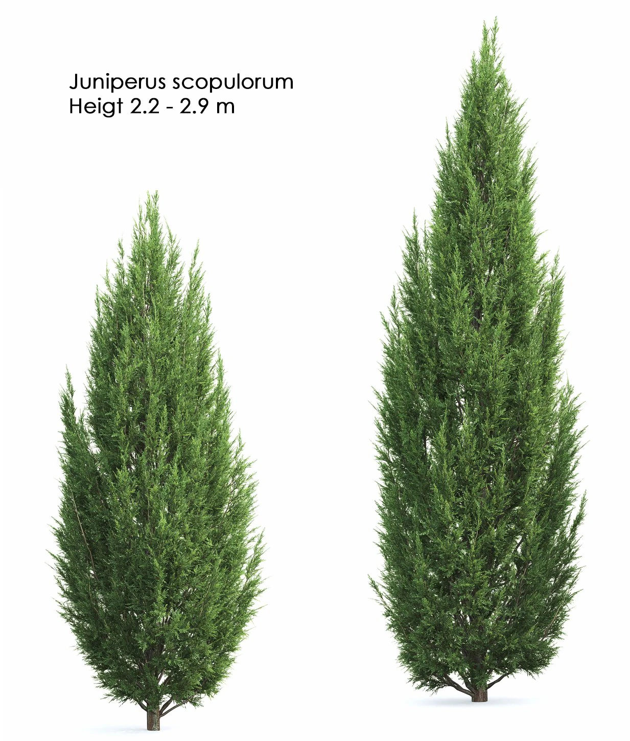 juniperusscopulorum 3D Model .c4d .max .obj .3ds .fbx .stl .blend