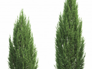 juniperusscopulorum 3D 모델