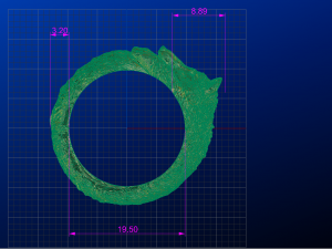 gold fox Model 3D