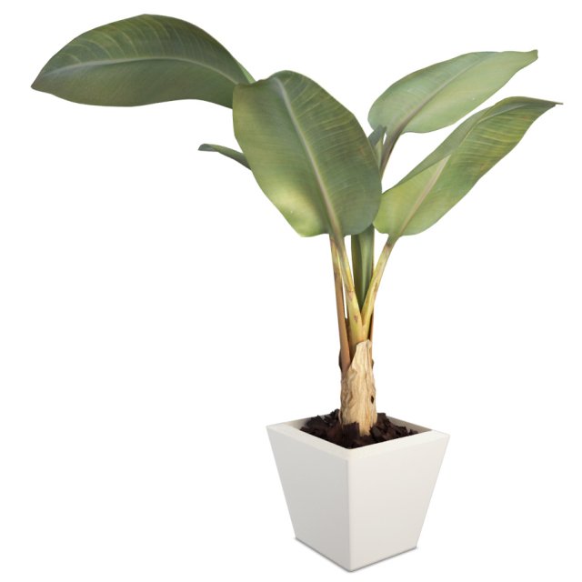 banana tree 3D Model .c4d .max .obj .3ds .fbx .stl .blend 