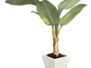 banana tree 3D Model