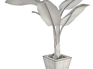 banana tree 3D Model