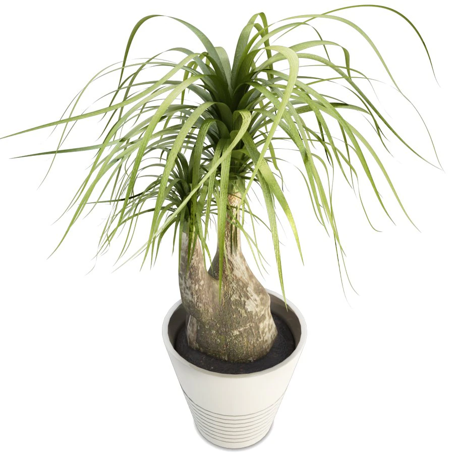 beaucarnea tree 3D Model .c4d .max .obj .3ds .fbx .stl .blend 