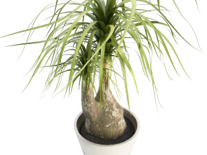 beaucarnea tree 3D Model
