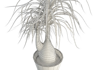 beaucarnea tree 3Dモデル