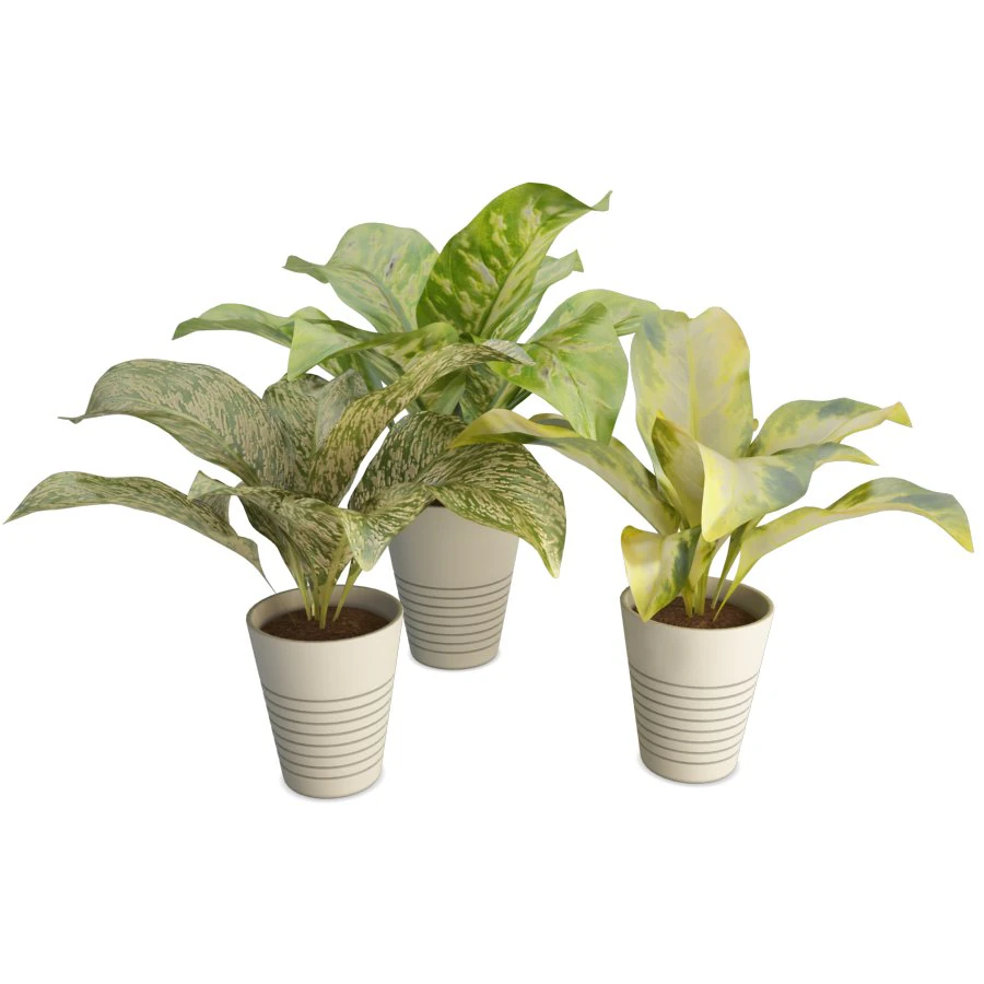 interior plants dieffenbachia 3D Model .c4d .max .obj .3ds .fbx .stl .blend