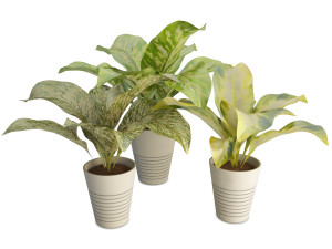 interior plants dieffenbachia 3D Model