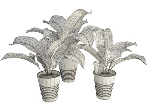 interior plants dieffenbachia 3D 모델