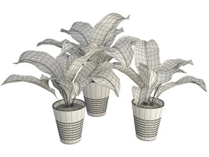 interior plants dieffenbachia 3D Model