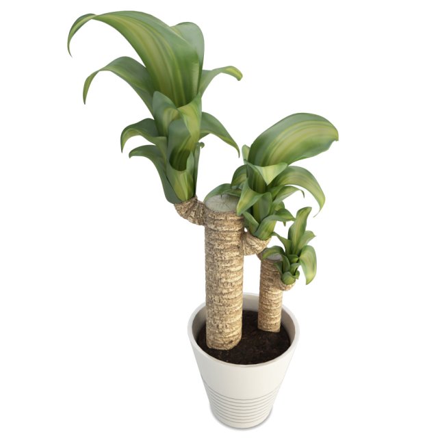 dracanea tree Model 3D .c4d .max .obj .3ds .fbx .stl .blend 