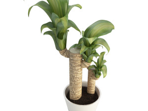 dracanea tree 3D Model