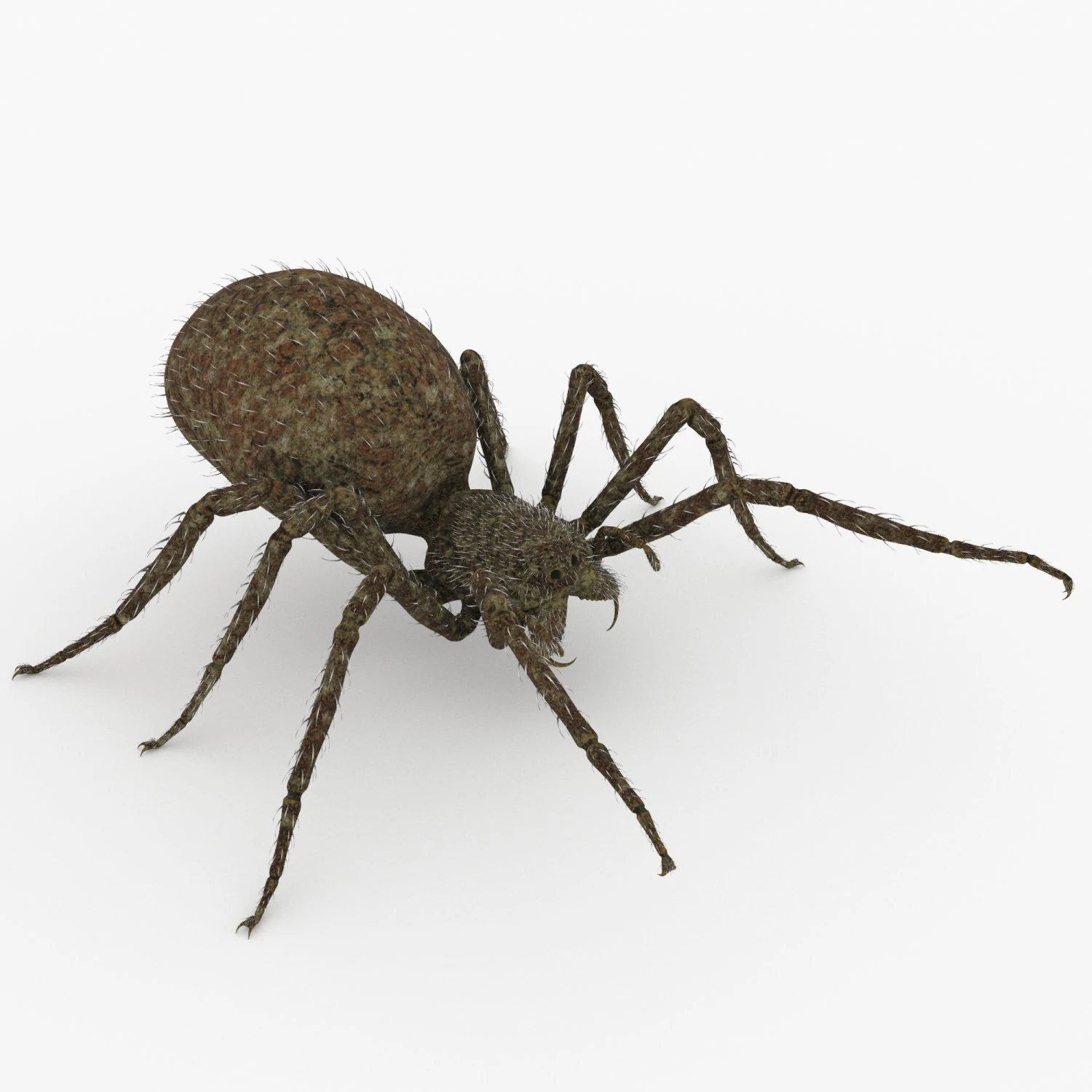 ragno Modello 3D .c4d .max .obj .3ds .fbx .stl .blend 