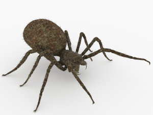 spider 3D Model
