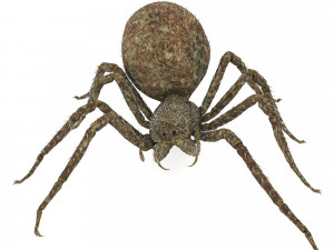 spider 3D Модель