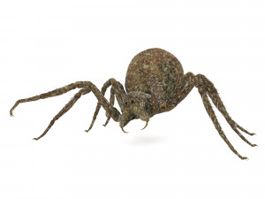 spider 3D Модель