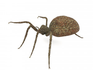 spider 3D Модель