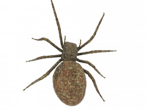 spider 3D Модель