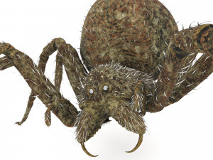 spider 3D Модель