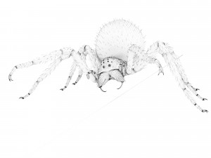 spider 3D Модель