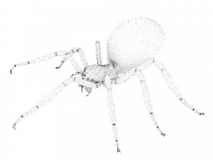 spider 3D Модель