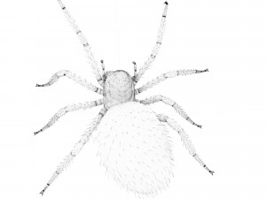 spider 3D Модель