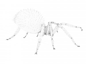 spider 3D Модель