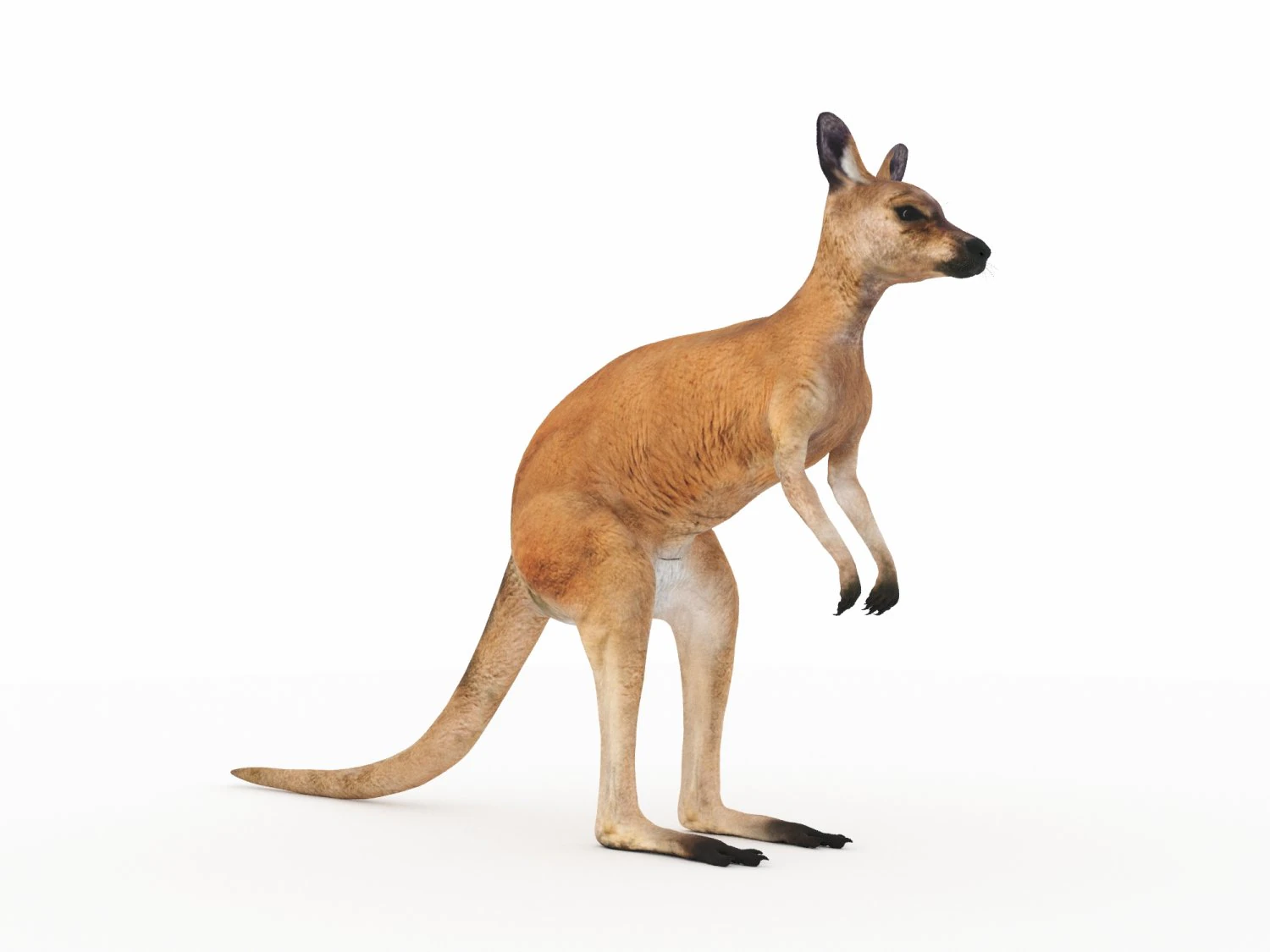 kangaroo 3D Model .c4d .max .obj .3ds .fbx .stl .blend 