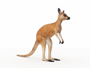 kangaroo 3D Model