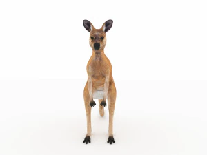 kangaroo 3D Model