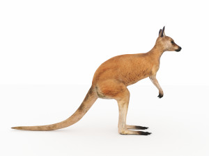 kangaroo Modelo 3D