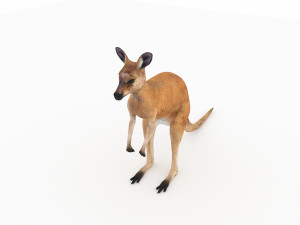 kangaroo Modelo 3D