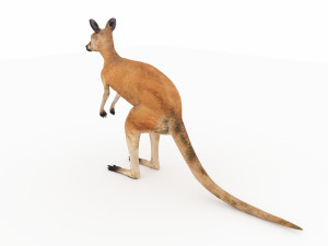 kangaroo Modelo 3D