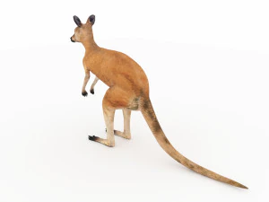 kangaroo 3D Model
