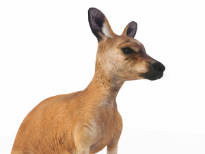 kangaroo Modelo 3D