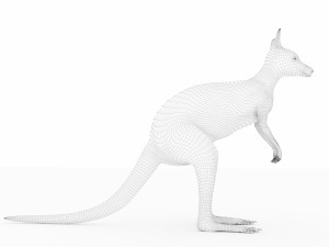 kangaroo Modelo 3D