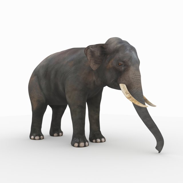 elephant 3D मॉडल .c4d .max .obj .3ds .fbx .stl .blend 