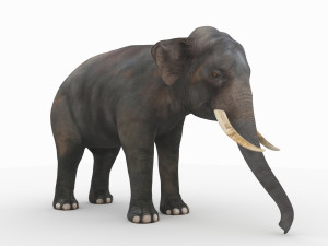 elephant 3D Model