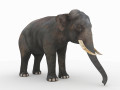 Elephant 3D-Modell