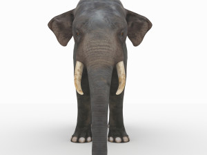 elephant 3D मॉडल