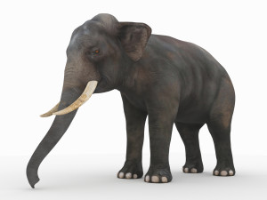 elephant 3D मॉडल