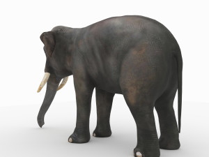 elephant 3D मॉडल
