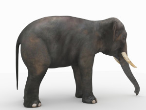elephant 3D मॉडल