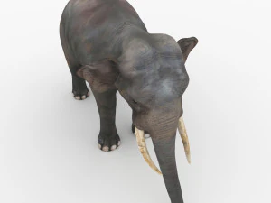 코끼리 3D 모델