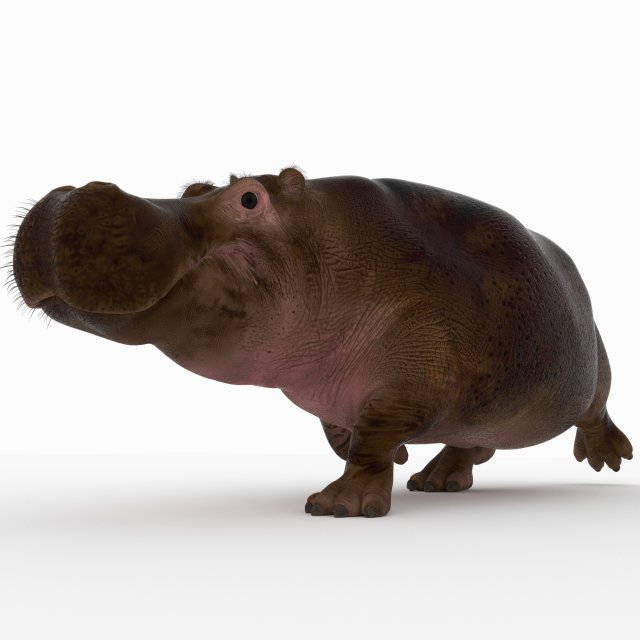 hippopotamus 3D Model .c4d .max .obj .3ds .fbx .stl .blend