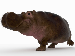 hippopotamus 3D Model