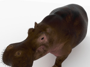 hippopotamus 3D Model