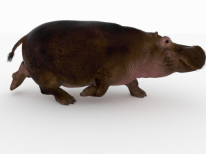 hippopotamus 3D Model