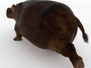 hippopotamus 3D Model